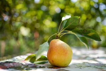 pear on a branch