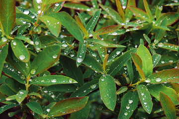 honeysuckle shrub leaves with water drops after rain