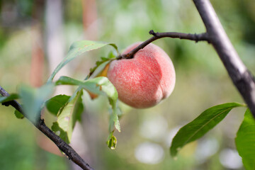 Peach on a peach tree