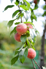 Peach on a peach tree