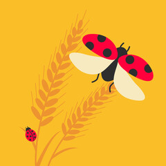 2 or two simple Wheat for Jewish shavuot holiday flat design. ripe harvest vector for bread & closeup on cute ladybug flies on air. free lady bug or beetle on macro clean bread or food illustration.