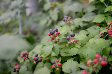 Ripe blackberry in the garden