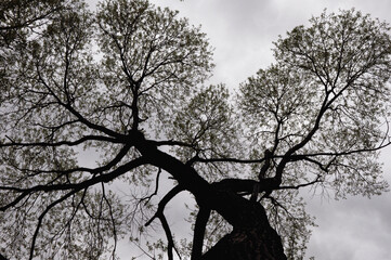Old willow tree. Rainy spring day in the Western Urals.