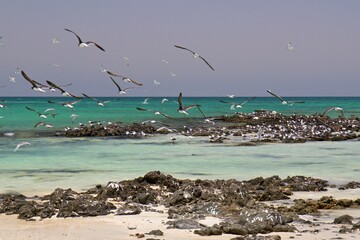 Beautiful and deserted beaches, the amazing waters of the Arabian Sea, super swimming in the sea can be enjoyed on the Oman Island of Masirah. The birds swim above the sea.Oman, Asia