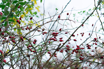 
Rosehip, fruits on the bush