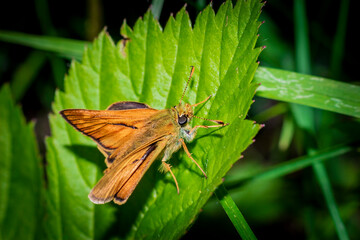 butterfly sitting on the grass close up