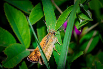 butterfly sitting on the grass close up