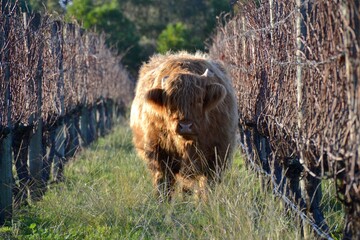 Big Highland cattle bull in grapevines