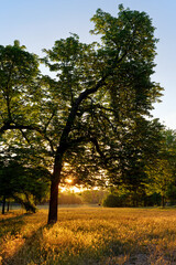 Sunrise in vincennes wood. Paris