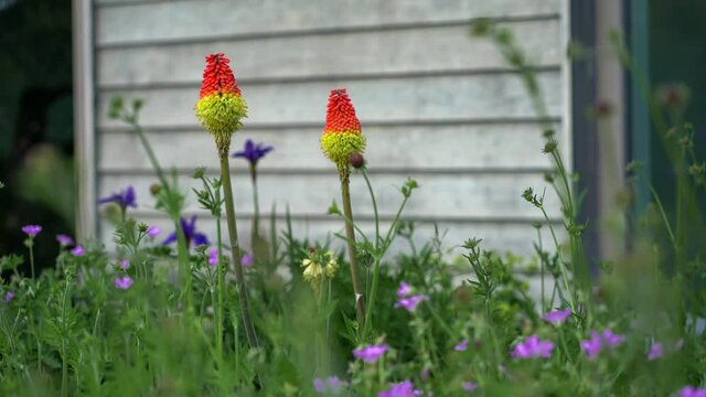 Two red-hot pocker (kniphofia) flowers blooming in front of a white wall