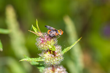 Fototapeta na wymiar bright fly sitting on a flower