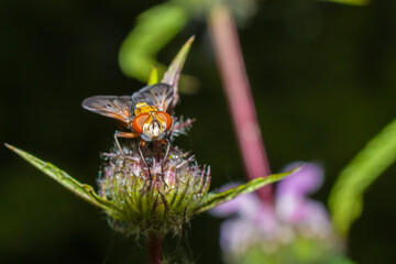 bright fly sitting on a flower