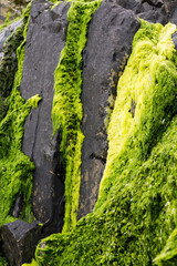 Obraz premium Gueirua beach, Asturias, Spain. Vertical view of beach rocks covered with different tones of green moss.