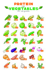 Vector illustration graph of protein content in vegetables