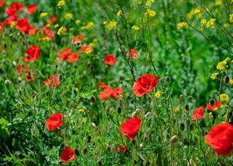 Red poppy flower on dark green background summer time
