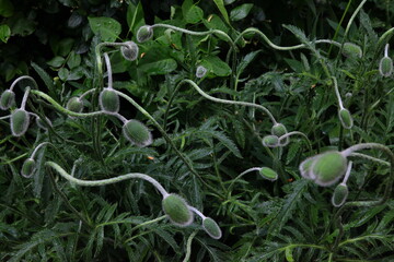 Poppy buds in the garden