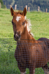 Asturias, Spain. Piebald three months old foal in a green meadow overlooking from a fence.