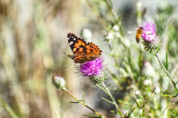 butterfly on a flower