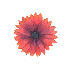 Watercolor illustration. Red flower Isolated on a white background. One flower for design. Element for print, cards and invitations.