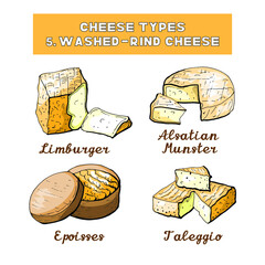 Vector illustration of cheese types and sorts