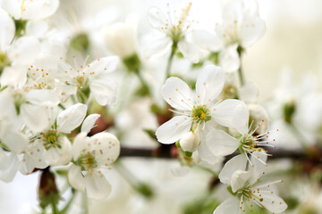 Blooming tree branch with cherry white flowers. Seasonal spring floral background, close up view