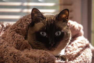 The beautiful siamese cat with his eyes wide open lies at the window, wrapped in a fluffy pink...