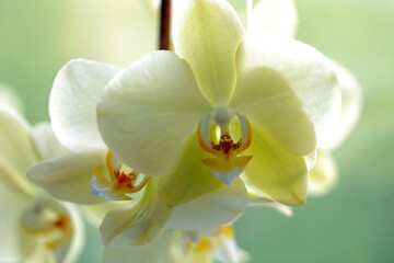 Fototapeta na wymiar Beautiful Phalaenopsis yellow orchid flower in the sunlight on blurred background. Macro photography, selective focus