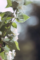 Spring jasmin flower beautiful tree