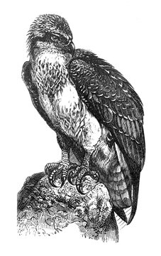 Fish eagle (Pandion Haliaetus) / Antique engraved illustration from Brockhaus Konversations-Lexikon 1908