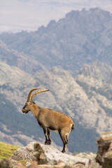 P.N. de Guadarrama, Madrid, Spain. One  male wild mountain goat standing on a rock in summer with...