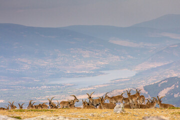 P.N. de Guadarrama, Madrid, Spain. General Back view of herd of male wild mountain goats in summer with valley and mountains in th background.