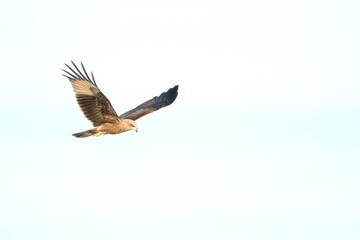 red tailed hawk in flight