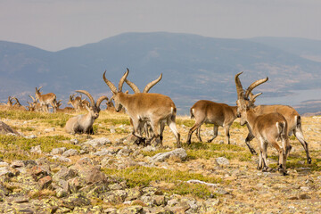 P.N. de Guadarrama, Madrid, Spain.  Back view of herd of male wild mountain goats walking in summer with valley and mountains in th background.