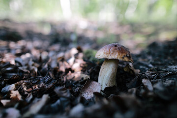 male hand reaches to pick up boletus  mushroom in the forest mushroom in forest in sunny day.