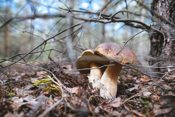 Boletus mushroom in forest in sunny day.