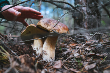 male hand reaches to pick up boletus  mushroom in the forest mushroom in forest in sunny day.