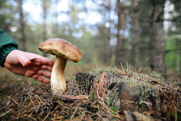 male hand reaches to pick up boletus  mushroom in the forest mushroom in forest in sunny day.
