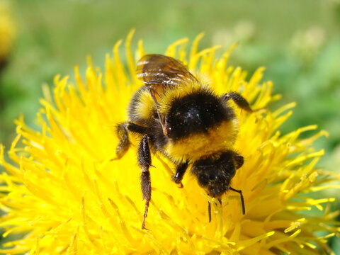 closeup of a bee on a yelow flower
