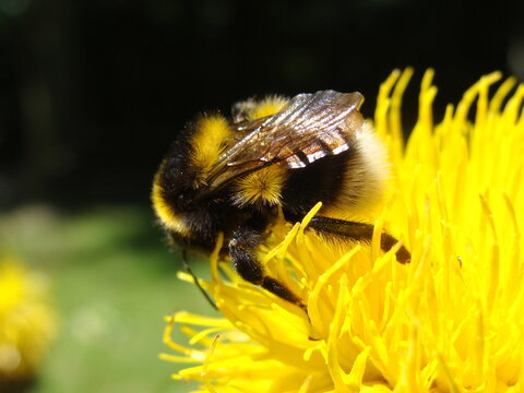 hard working bee on a flower