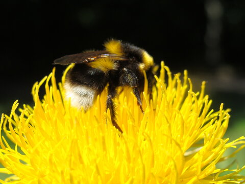 macro bee on a yellow flower