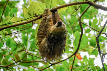 Faultier in Costa Rica © Luise