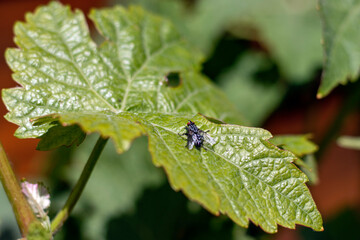 Une mouche posée sur une feuille