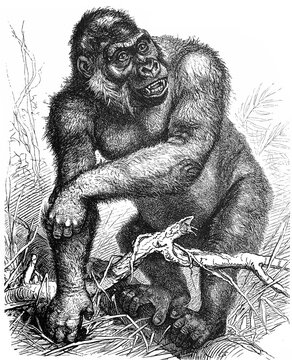 Gorilla (Troglodytes gorilla) / Antique engraved illustration from Brockhaus Konversations-Lexikon 1908