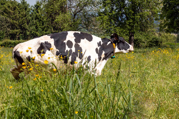 Une vache se lève