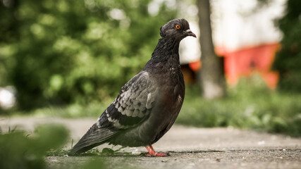 pigeon on the ground