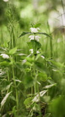 green grass in the wind