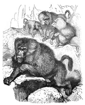 Hamadryas (Cynoeephalus hamadryas) ape / Antique engraved illustration from Brockhaus Konversations-Lexikon 1908