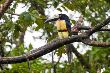 Halsbandarassari in Costa Rica © Luise