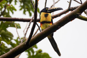 Halsbandarassari in Costa Rica © Luise