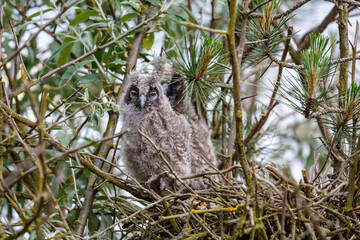 Asio otus. Cr√≠as de B√∫ho Chico en el nido.